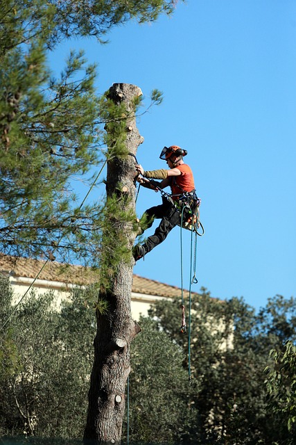 Tree Trimming 