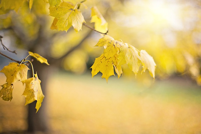tree-trimming-640x480-83842359.jpeg