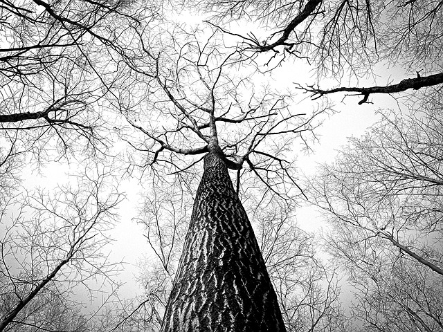 Tree Trimming