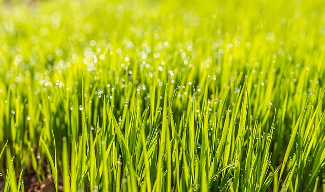 Lawn and Plant