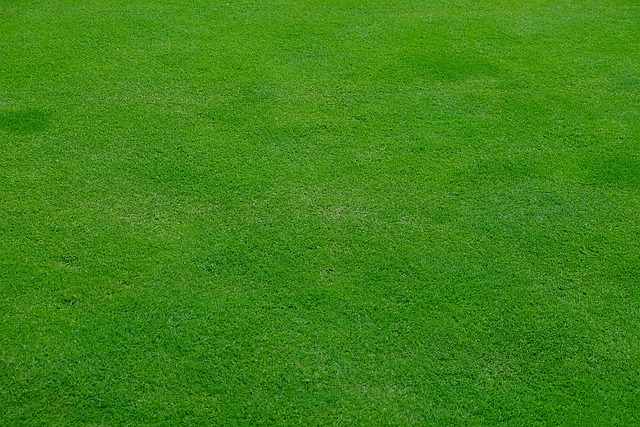 Lawn and Plant