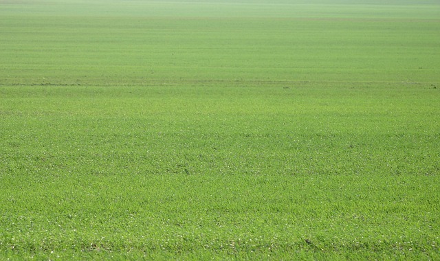 Lawn and Plant
