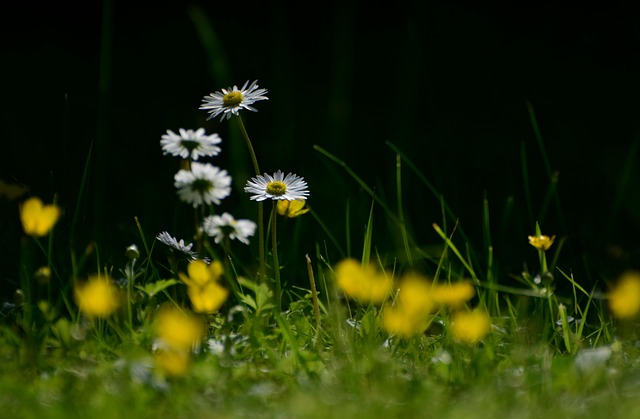 Lawn and Plant