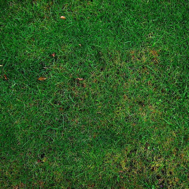 lawn-and-plant-640x480-48580041.jpeg