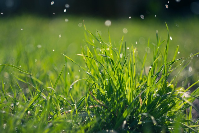 Lawn and Plant