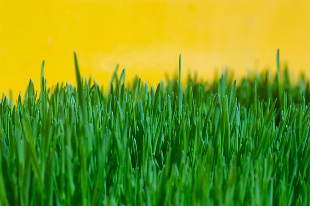 lawn-and-plant-640x480-60764814.jpeg