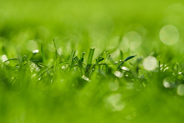 lawn-and-plant-640x480-63673610.jpeg