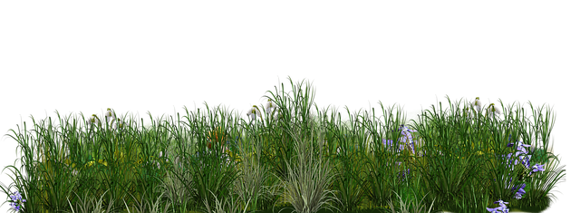 Lawn and Plant