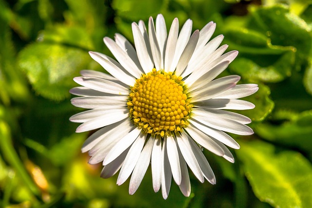lawn-and-plant-640x480-7987155.jpeg