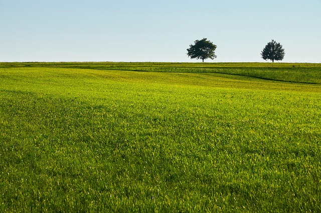 Lawn and Plant