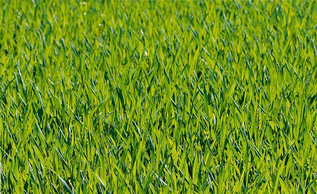 Lawn and Plant