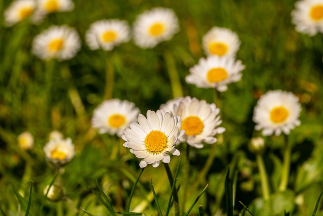 Lawn and Plant