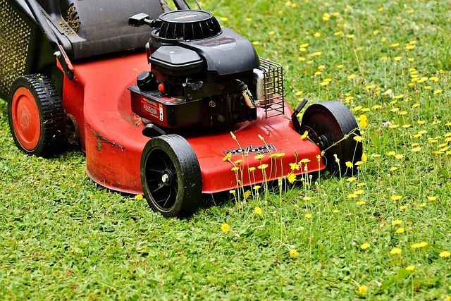 Lawn and Plant