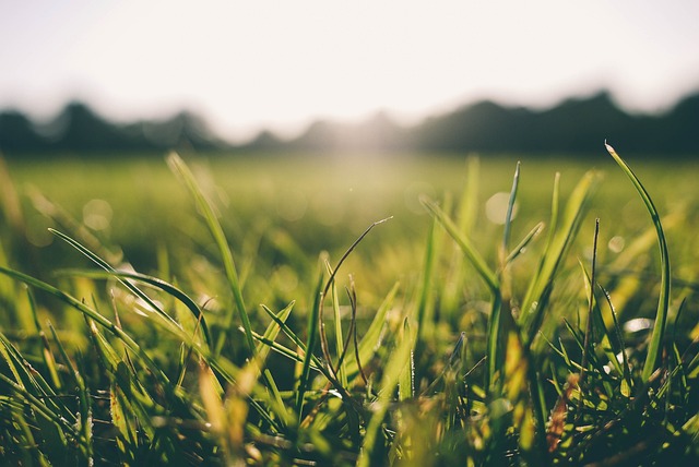 lawn-and-plant-640x480-9773250.jpeg