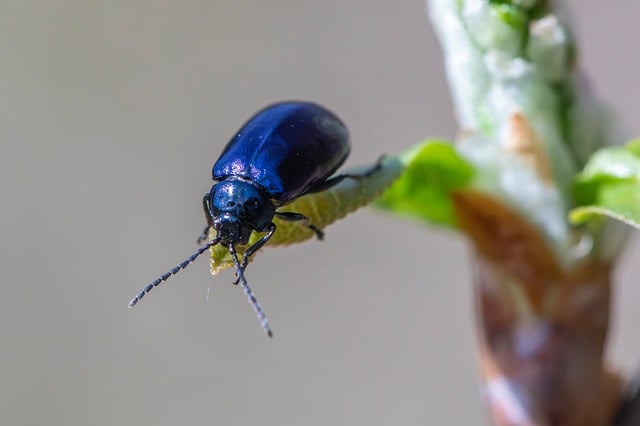 Pest Control