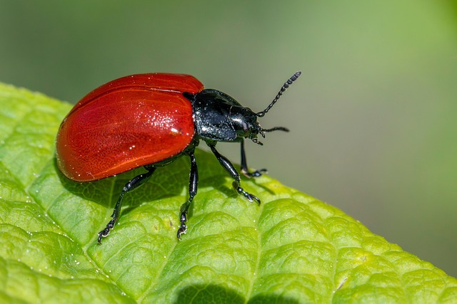 Pest Control