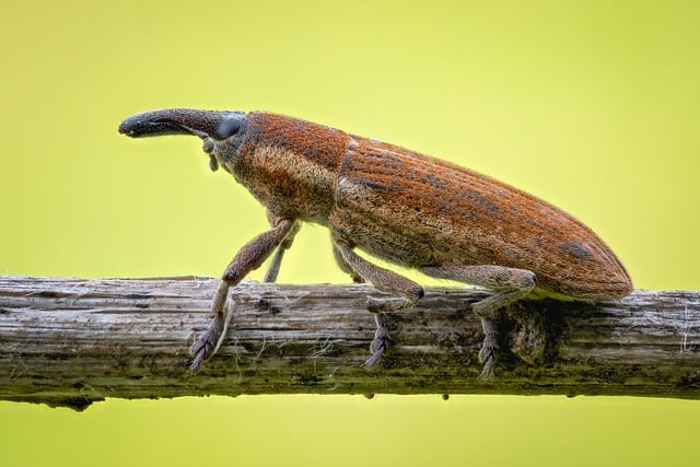 Pest Control