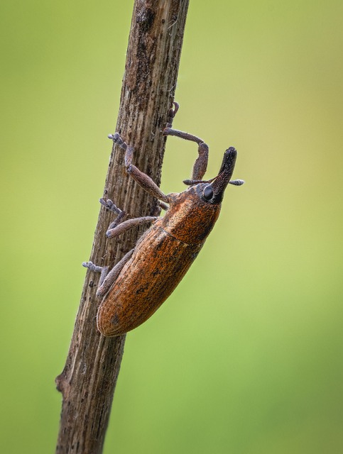 pest-control-640x480-54094441.jpeg