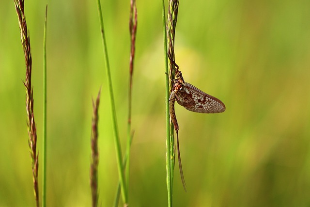 Pest Control