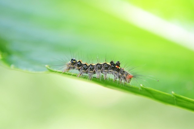 Pest Control