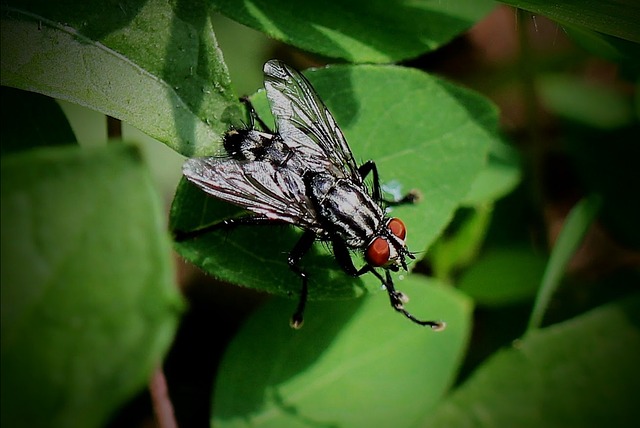 Pest Control