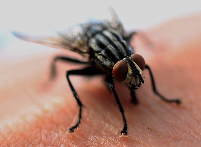 Pest Control
