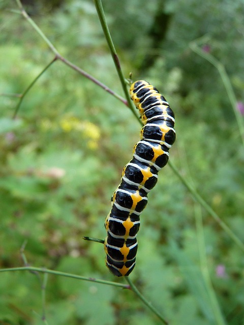 Pest Control