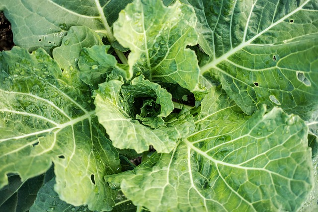 pest-control-640x480-88632198.jpeg
