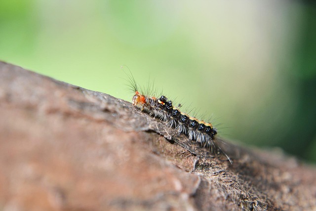 Pest Control