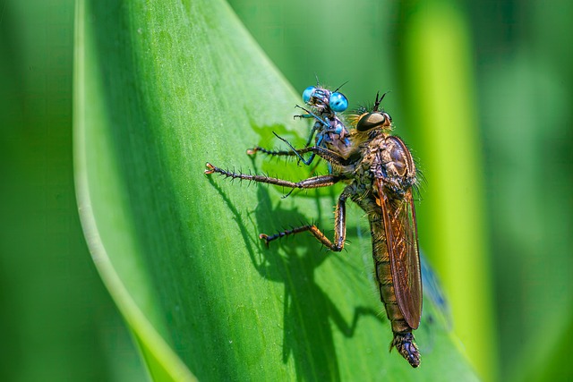 Wildlife Control