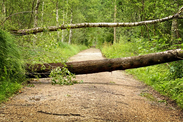 Disability Insurance