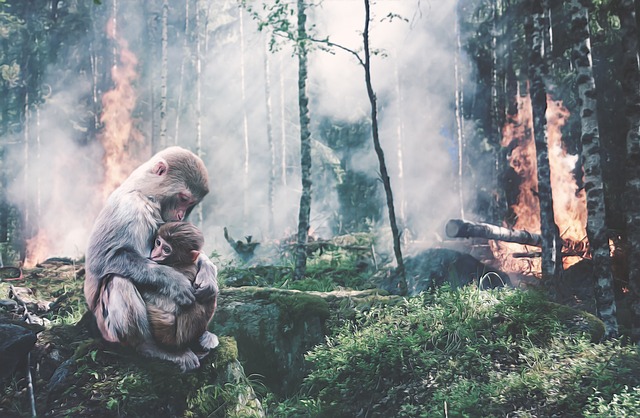 fire-restoration-640x480-81348033.jpeg