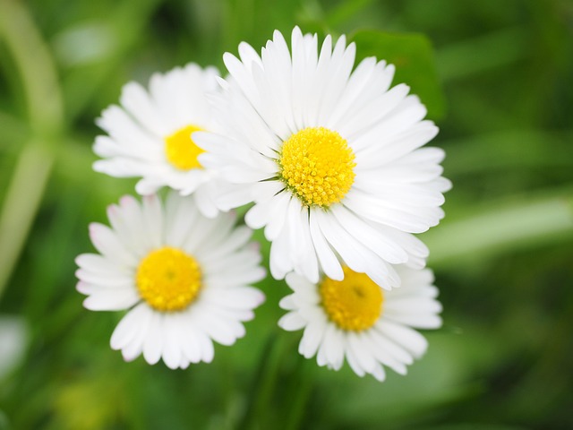 lawn-and-plant-640x480-10232408.jpeg