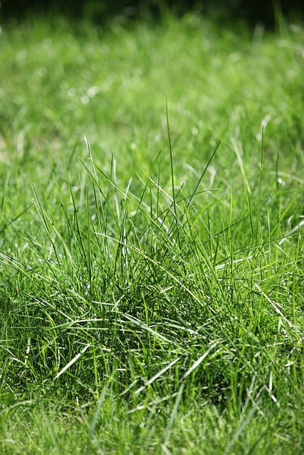 lawn-and-plant-640x480-10413217.jpeg