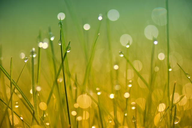 lawn-and-plant-640x480-11489599.jpeg