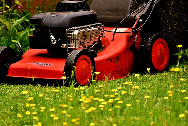 Lawn and Plant