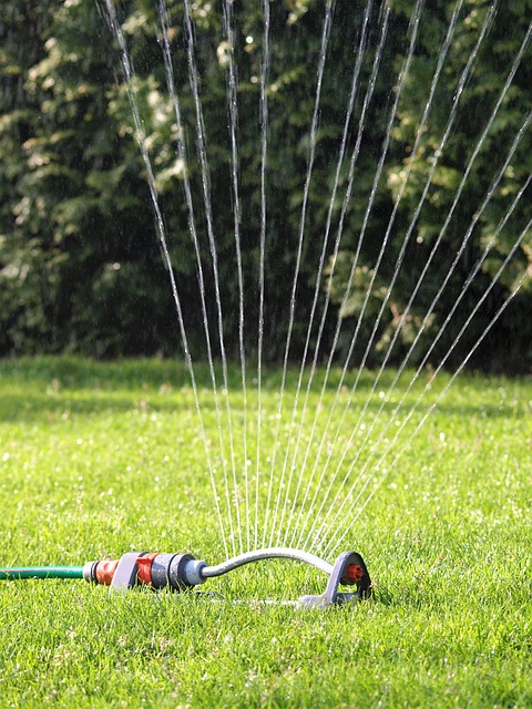 lawn-and-plant-640x480-14804314.jpeg