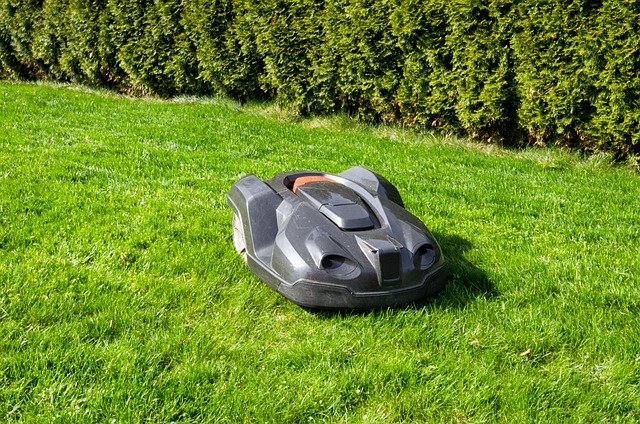 Lawn and Plant