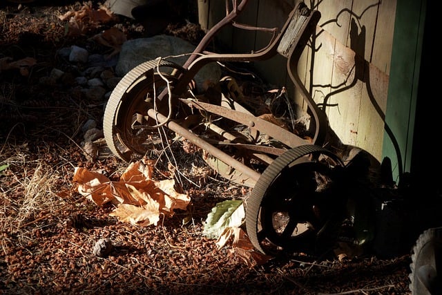 lawn-and-plant-640x480-16018005.jpeg
