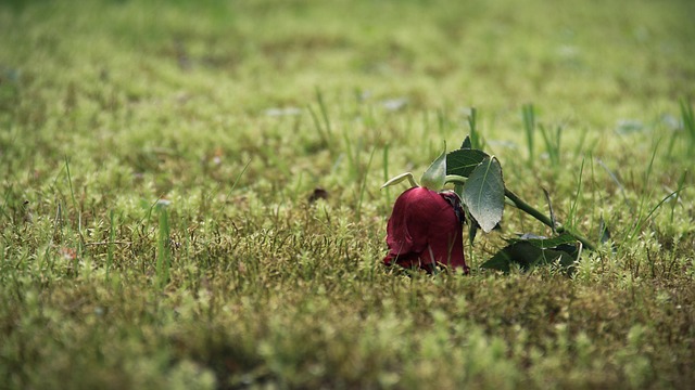 Lawn and Plant