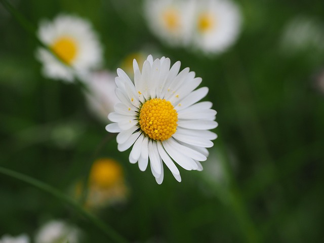 Lawn and Plant