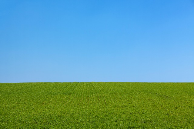 Lawn and Plant