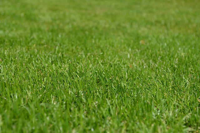 Lawn and Plant