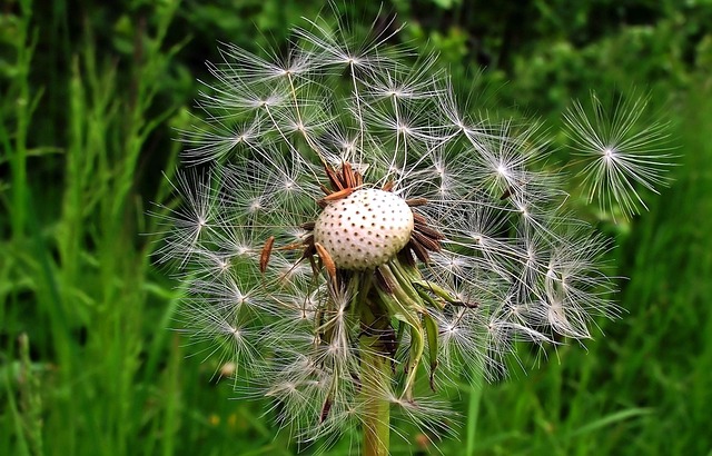 lawn-and-plant-640x480-19046796.jpeg