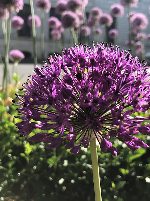 lawn-and-plant-640x480-19324921.jpeg