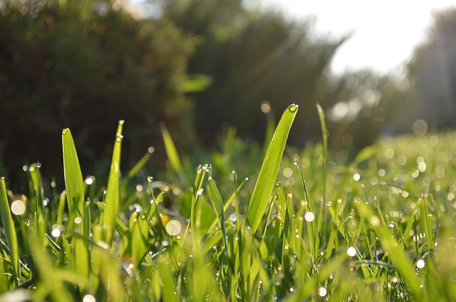 Lawn and Plant