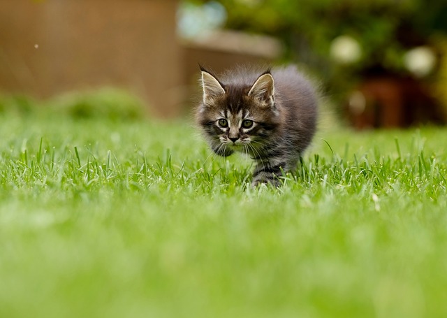 Lawn and Plant