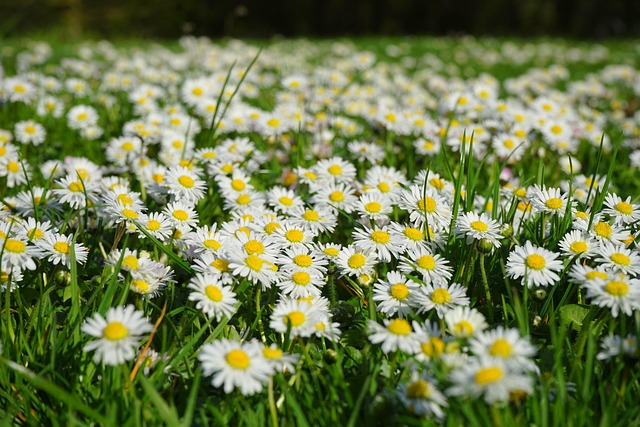 lawn-and-plant-640x480-21887674.jpeg