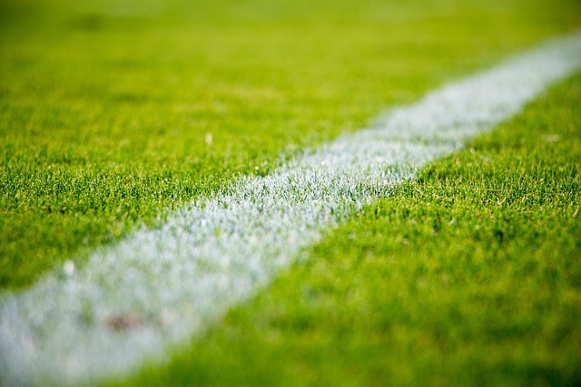 Lawn and Plant