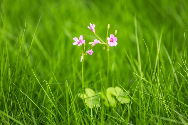 Lawn and Plant